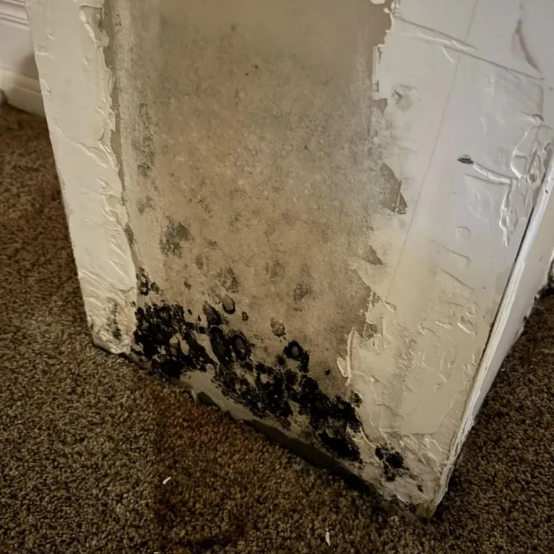 Professional Mold Removal in McMinn County, TN